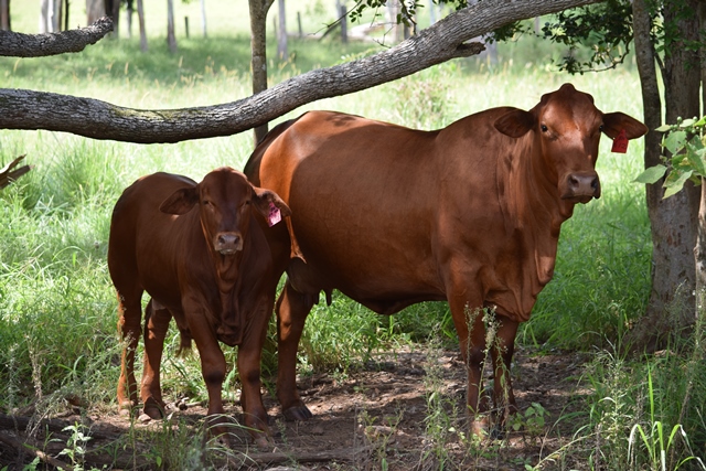 Skye Wilfred Calf